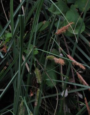 Fotografia 3 da espécie Carex hispida no Jardim Botânico UTAD