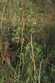 Fotografia da espécie Carex hispida