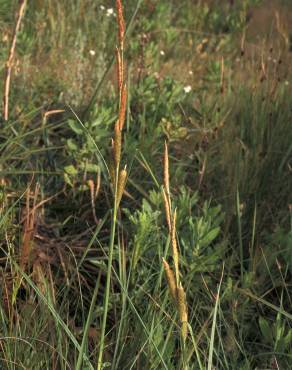 Fotografia 5 da espécie Carex hispida no Jardim Botânico UTAD