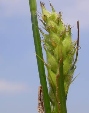 Fotografia 7 da espécie Carex hirta no Jardim Botânico UTAD