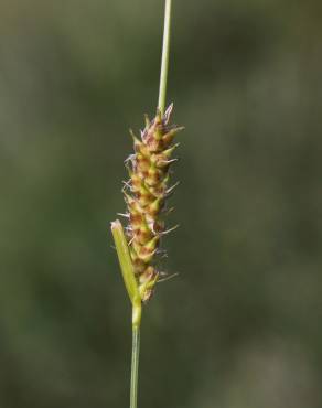 Fotografia 8 da espécie Carex hirta no Jardim Botânico UTAD