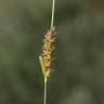 Fotografia 8 da espécie Carex hirta do Jardim Botânico UTAD