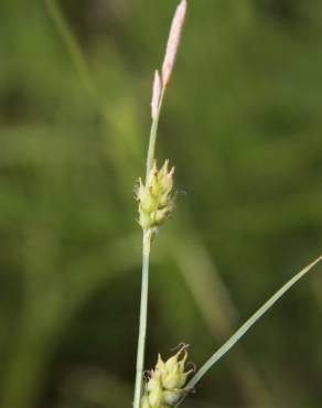 Fotografia 9 da espécie Carex hirta no Jardim Botânico UTAD