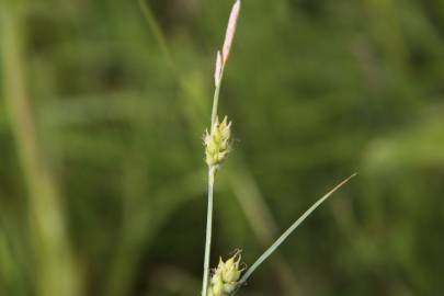 Fotografia da espécie Carex hirta