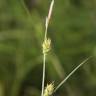 Fotografia 9 da espécie Carex hirta do Jardim Botânico UTAD