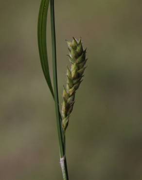 Fotografia 10 da espécie Carex hirta no Jardim Botânico UTAD