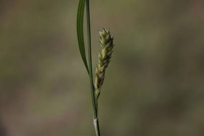 Fotografia da espécie Carex hirta