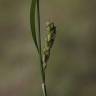 Fotografia 10 da espécie Carex hirta do Jardim Botânico UTAD