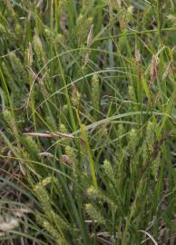 Fotografia da espécie Carex hirta