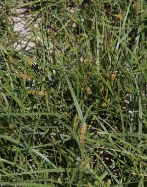Fotografia 12 da espécie Carex hirta no Jardim Botânico UTAD