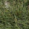 Fotografia 12 da espécie Carex hirta do Jardim Botânico UTAD