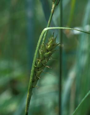 Fotografia 13 da espécie Carex hirta no Jardim Botânico UTAD