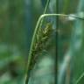 Fotografia 13 da espécie Carex hirta do Jardim Botânico UTAD