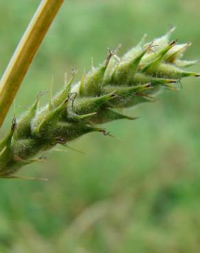 Fotografia 1 da espécie Carex hirta no Jardim Botânico UTAD