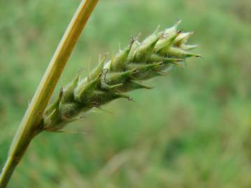 Fotografia da espécie Carex hirta