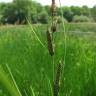 Fotografia 7 da espécie Carex nigra do Jardim Botânico UTAD