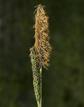 Fotografia 9 da espécie Carex nigra no Jardim Botânico UTAD