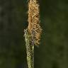 Fotografia 9 da espécie Carex nigra do Jardim Botânico UTAD