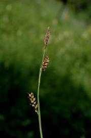 Fotografia da espécie Carex nigra