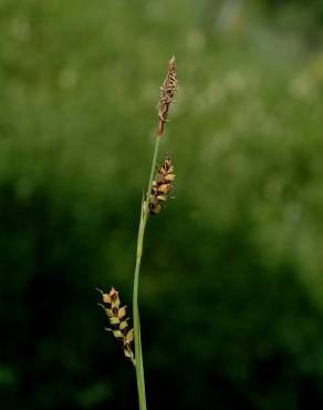 Fotografia 10 da espécie Carex nigra no Jardim Botânico UTAD