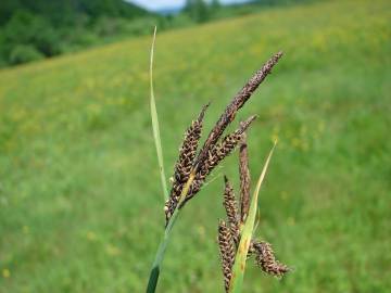 Fotografia da espécie Carex nigra