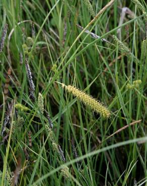 Fotografia 12 da espécie Carex nigra no Jardim Botânico UTAD