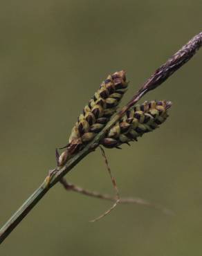Fotografia 13 da espécie Carex nigra no Jardim Botânico UTAD