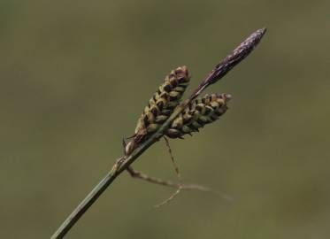 Fotografia da espécie Carex nigra