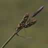 Fotografia 13 da espécie Carex nigra do Jardim Botânico UTAD