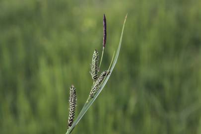 Fotografia da espécie Carex nigra