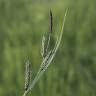 Fotografia 14 da espécie Carex nigra do Jardim Botânico UTAD