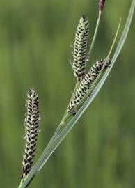 Fotografia da espécie Carex nigra