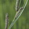 Fotografia 15 da espécie Carex nigra do Jardim Botânico UTAD