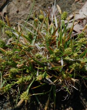 Fotografia 8 da espécie Carex caryophyllea no Jardim Botânico UTAD