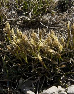 Fotografia 9 da espécie Carex caryophyllea no Jardim Botânico UTAD