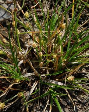 Fotografia 10 da espécie Carex caryophyllea no Jardim Botânico UTAD