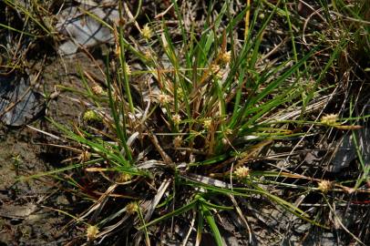 Fotografia da espécie Carex caryophyllea