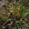 Fotografia 10 da espécie Carex caryophyllea do Jardim Botânico UTAD