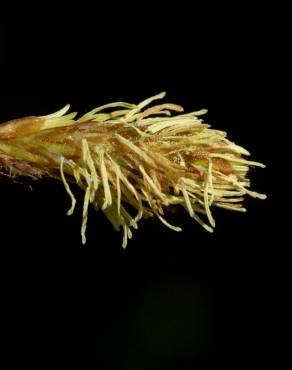 Fotografia 11 da espécie Carex caryophyllea no Jardim Botânico UTAD