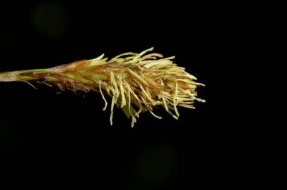 Fotografia da espécie Carex caryophyllea