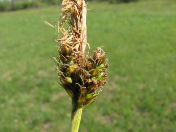 Fotografia da espécie Carex caryophyllea