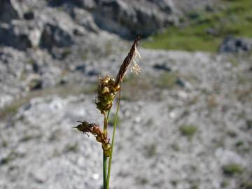 Fotografia da espécie Carex caryophyllea