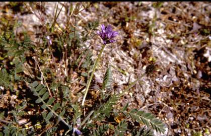 Fotografia da espécie Astragalus glaux