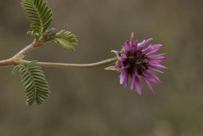 Fotografia da espécie Astragalus glaux