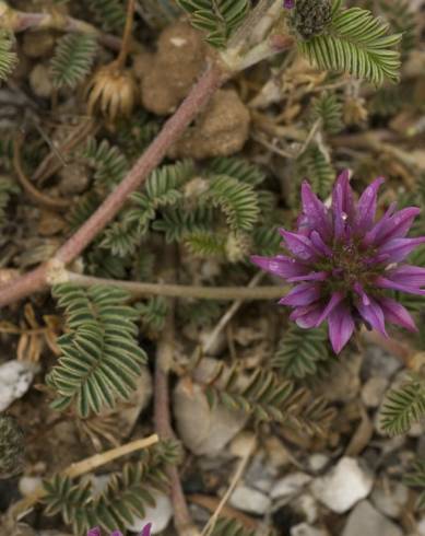 Fotografia de capa Astragalus glaux - do Jardim Botânico