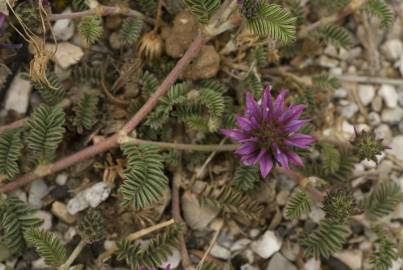 Fotografia da espécie Astragalus glaux