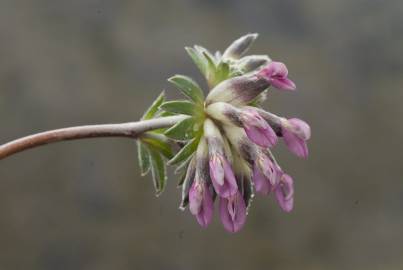 Fotografia da espécie Astragalus glaux