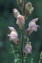 Fotografia da espécie Antirrhinum graniticum