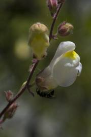 Fotografia da espécie Antirrhinum graniticum