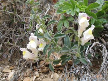 Fotografia da espécie Antirrhinum graniticum